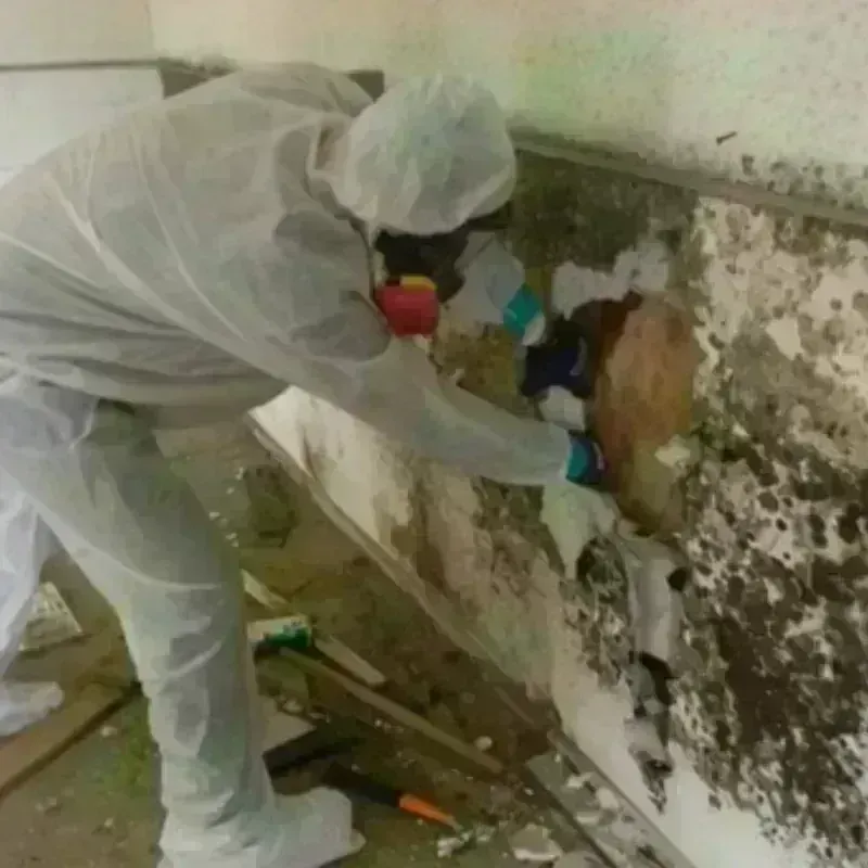 Mold Remediation and Removal in Booneville, AR